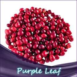 Purple Leaf Aroma - Asiatische Beerenmischung