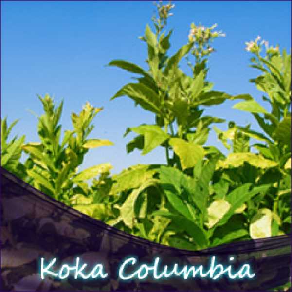 Tabak / Koka (Colombia) Liquid 10ml